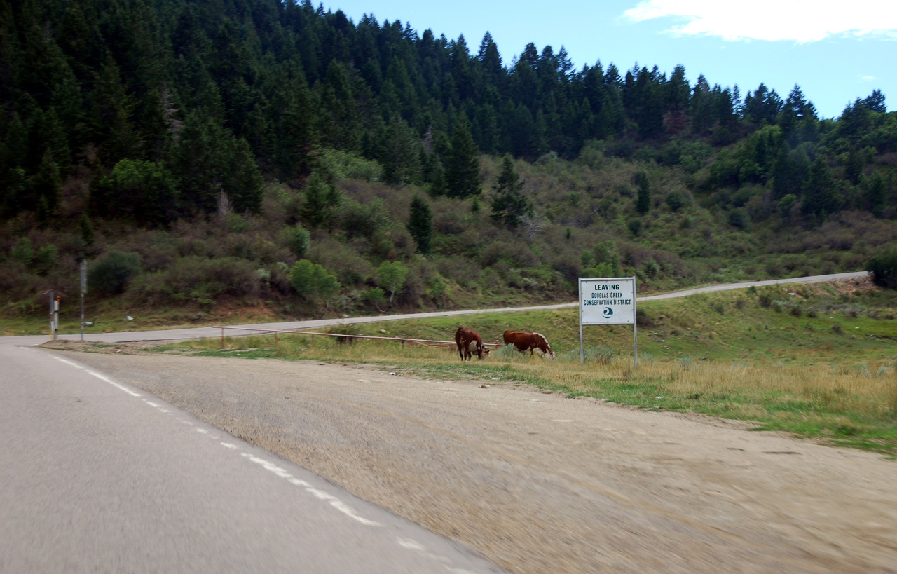 07-08-15, 161, Free ranging along Rt 139 in Colorado