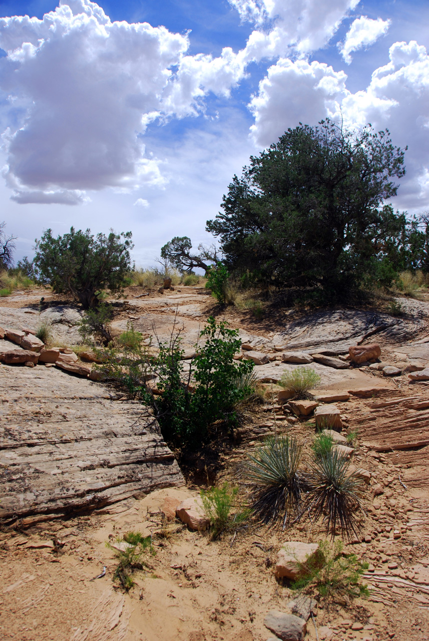 07-08-16, 326, Along Rt 313 in Utah