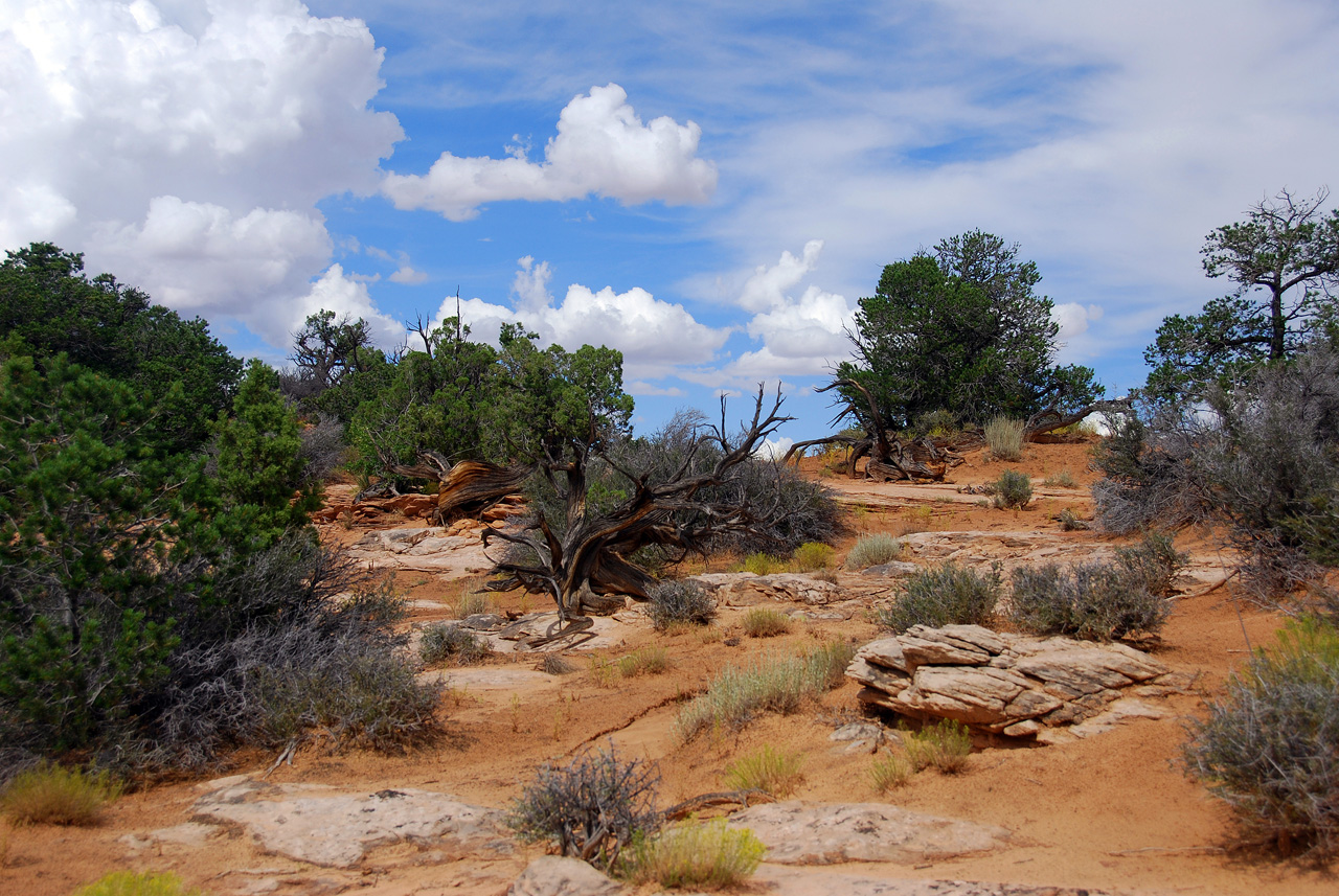 07-08-16, 396, Canyonlands National Park, Utah