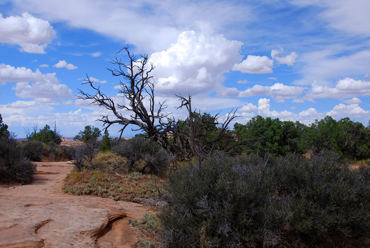 07-08-16, 398, Canyonlands National Park, Utah