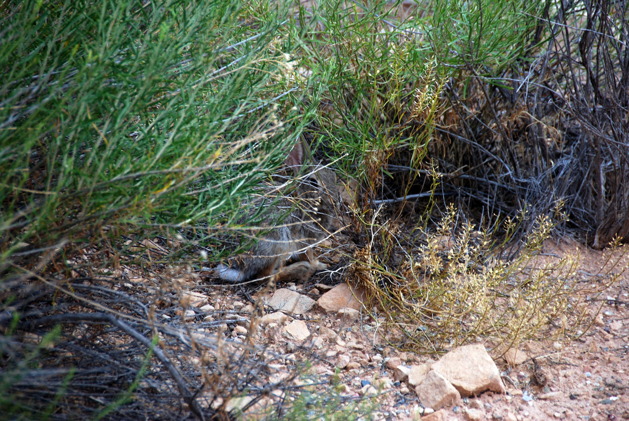 07-08-17, 020, Rabbit, Canyonlands South Entrance, Utah