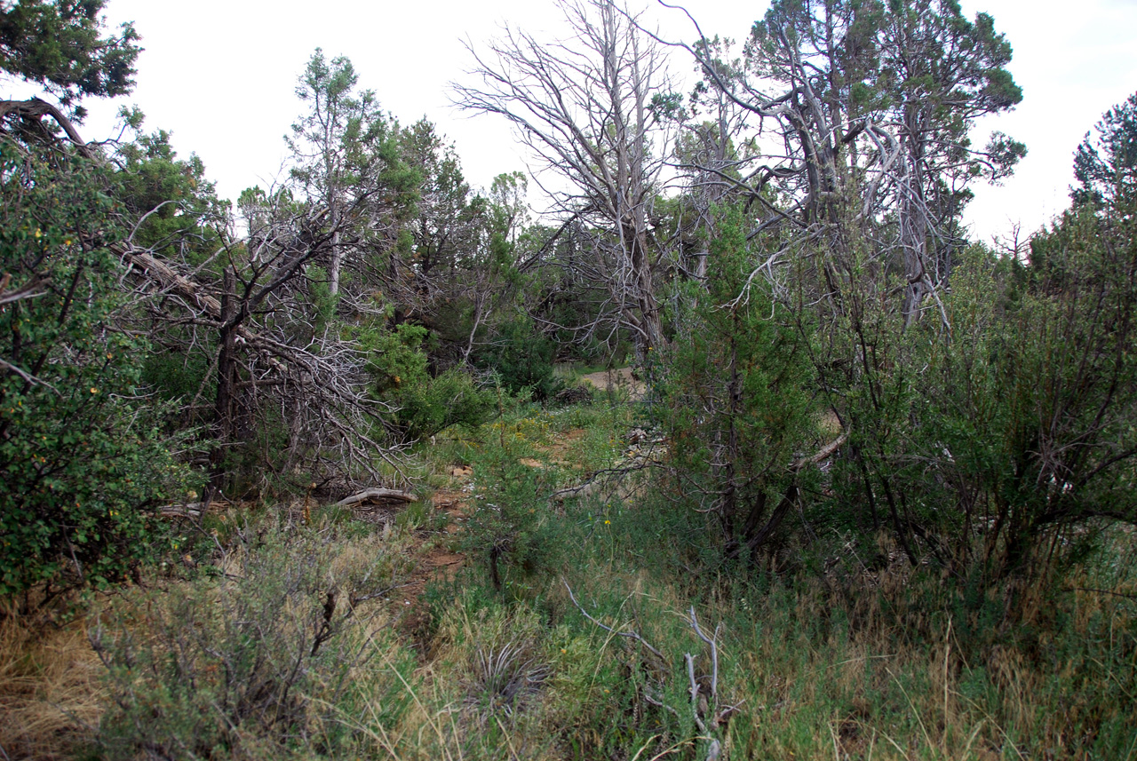 07-08-17, 240, Mesa Verde National Park, Co