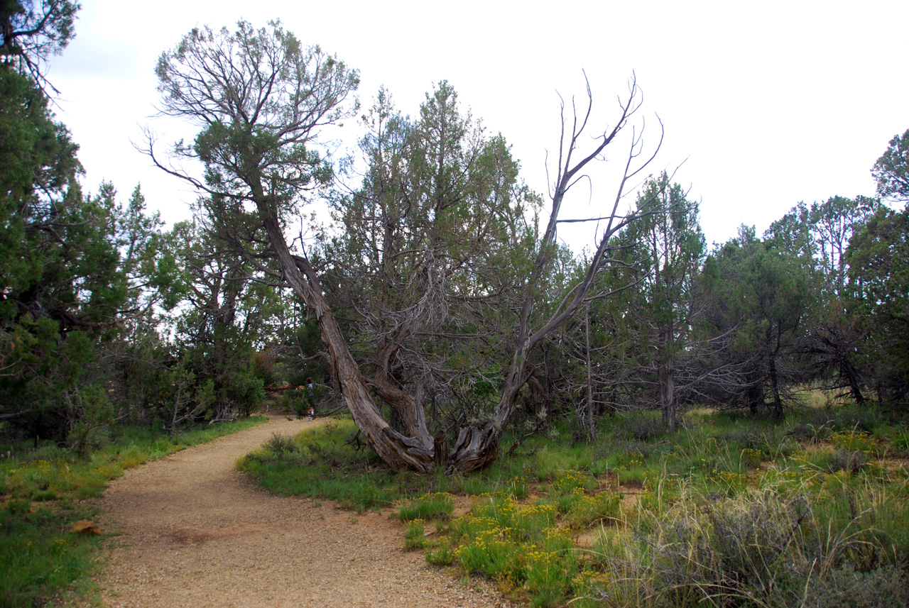 07-08-17, 242, Mesa Verde National Park, Co