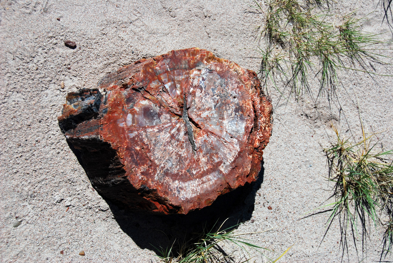 07-08-21, 077, Petrified Forest, Az