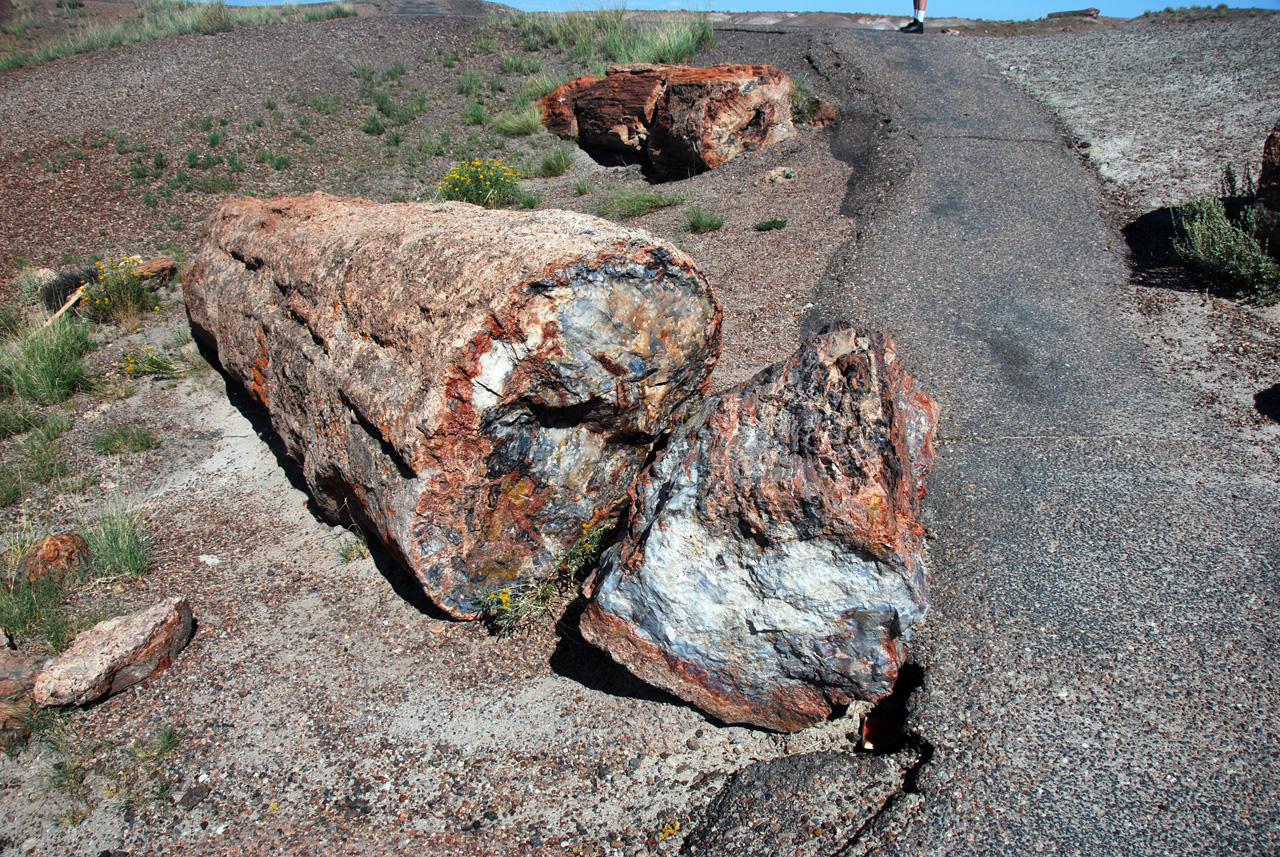 07-08-21, 102, Petrified Forest, Az