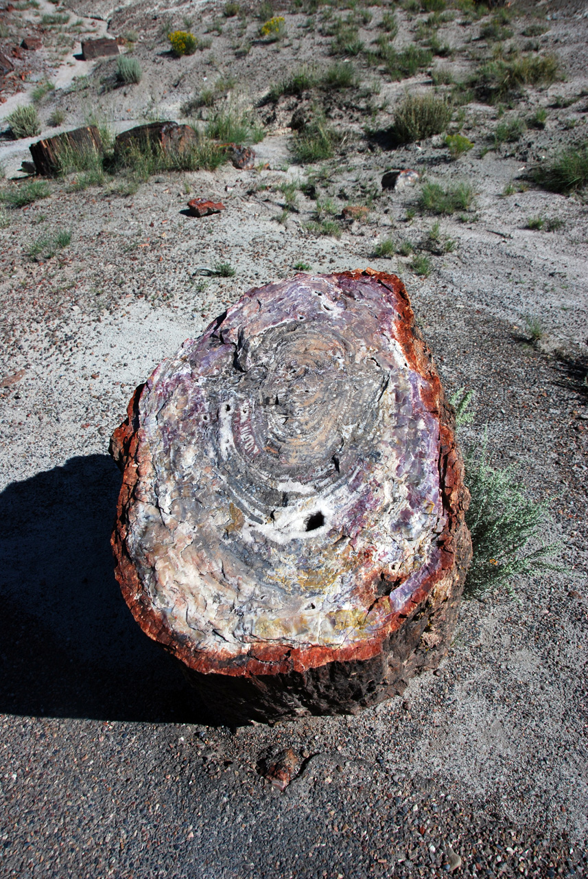 07-08-21, 119, Petrified Forest, Az