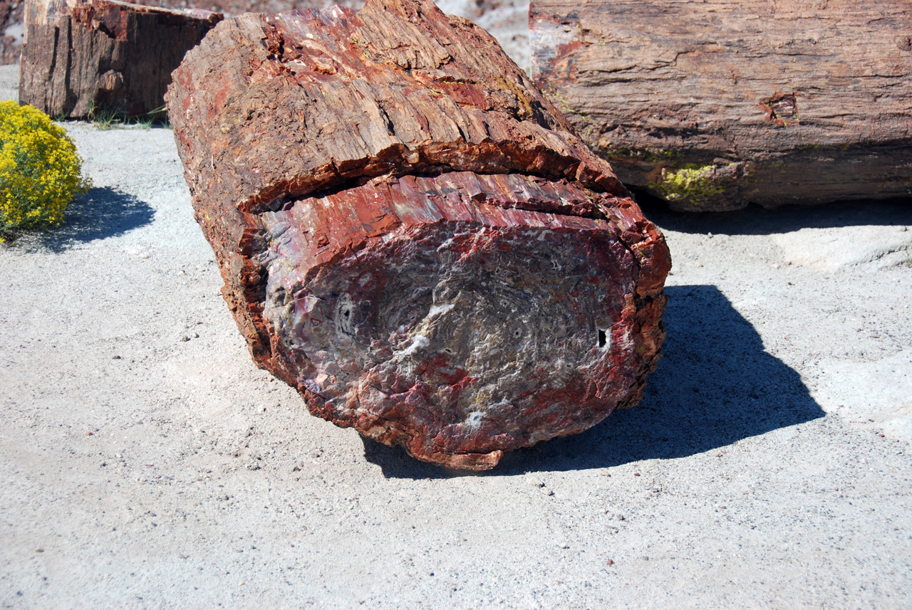 07-08-21, 120, Petrified Forest, Az