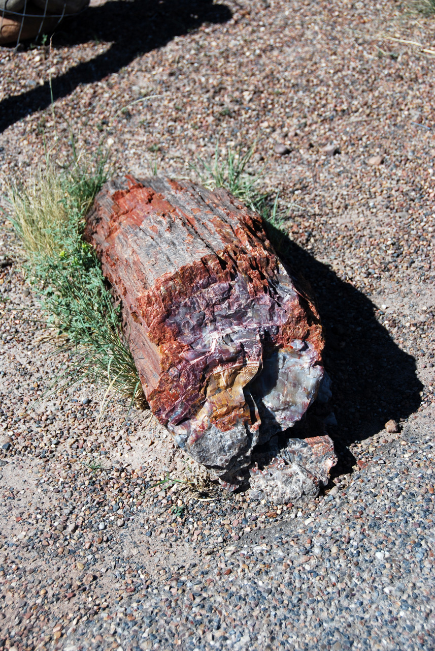 07-08-21, 123, Petrified Forest, Az