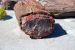 07-08-21, 120, Petrified Forest, Az