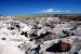 07-08-21, 142, Petrified Forest, Az