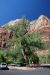 07-08-24, 115, Zion National Park, Utah