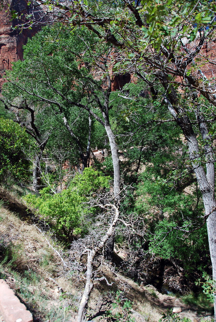 07-08-24, 176, Zion National Park, Utah