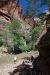 07-08-24, 227, Zion National Park, Utah